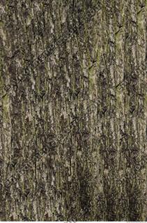 tree bark 0009